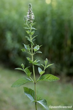 Plant form